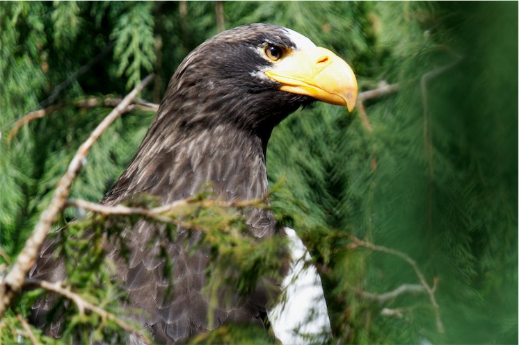 Sea Eagle 0308